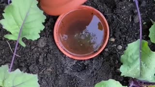 water your plants the easy way