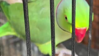 parrot my little cute parrot