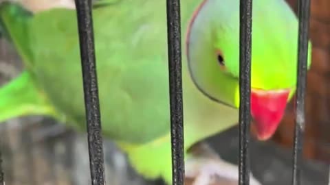 parrot my little cute parrot