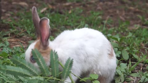 Rabbits eat plants