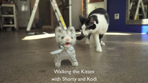 Cats takes mechanical toy kitten for walk