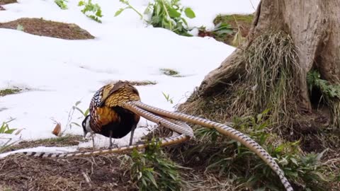 White-crested pheasant