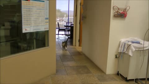 Lambs Take Over Vet Clinic - Day at the vet...
