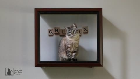 Frame Your Feline Moments: "Chillax"