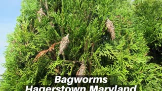Bagworms Hagerstown Maryland Tree Shrub Care Washington County Maryland