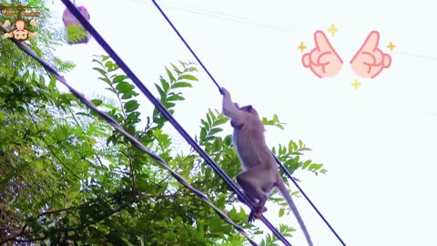 Funny monkey videos 🤣🤣🤣