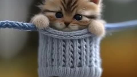 Cute # cat # Shorts🥰🥰