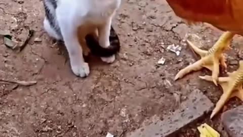 Hilarious Hijinks of Silly Cats: A Comedy Compilation"