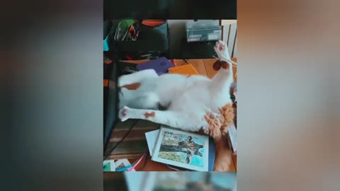 Funny cat video