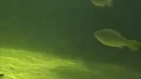 Freshwater fish in Mossman Gorge,Queensland Australia!