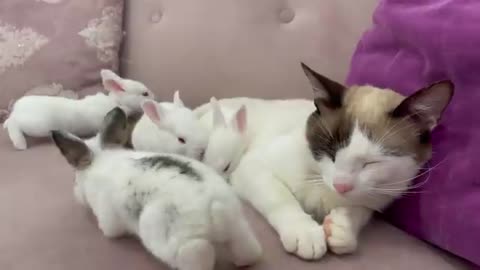 Baby Bunnies Wake Up a Sleeping and Lazy Cat