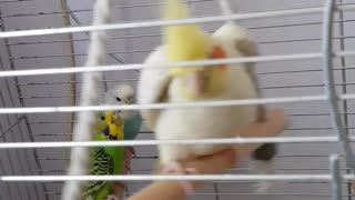 Cute birds . Cute pets.