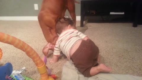 Baby vs vizsla