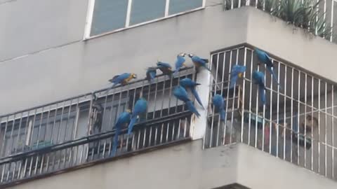 The Neighborhood Macaws