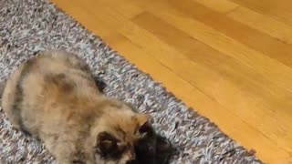 Calico Kitten