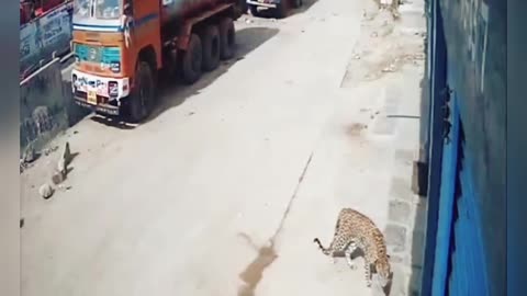 See how the tiger attacked the track driver The dogs together drove the tiger away