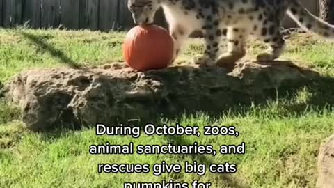 During October, zoOs, animal sanctuaries, and