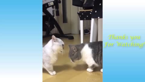 Cute , lovable cat fight 😄