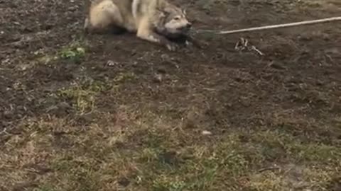 Timber Wolf released NW Minnesota