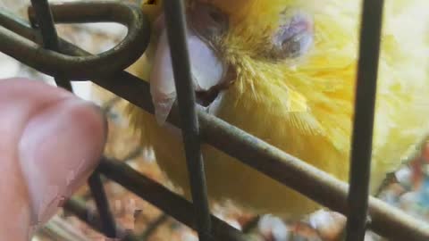 Cute sunbird!