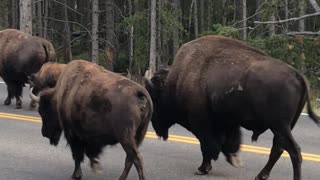 Massive Male Bison Has Been Accepted By His Queen