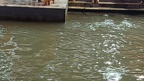 Ganga River Aarti I Rishikesh, India 🇮🇳