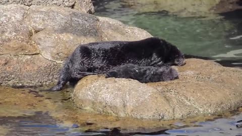 Monterey Bay Aquarium Otter Pup 3/6/2016