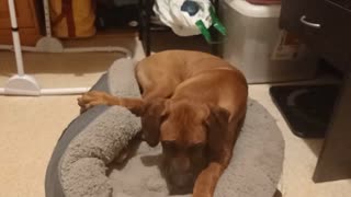 Big Pup Refuses To Grow Out Of Her Baby Bed