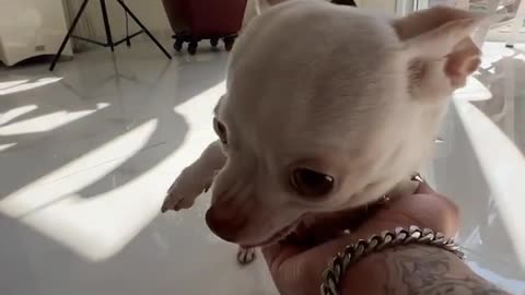 Play with me 🤬🤬😡😡😡 | My Chihuahua 😅🥺