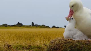 🐦✨ Majestic Albatross and Chick Sharing a Cozy Nest 🐣🏡