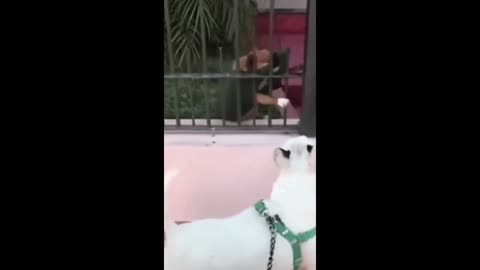 Funny animals - Funny cats/ dogs - Funny animal videos 2023 - Part 12