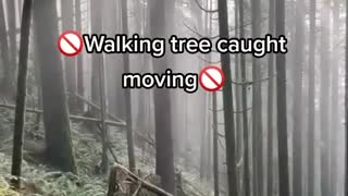 Trees moving by themselves