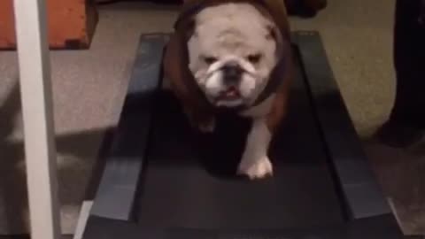 Gerald the Bulldog working out