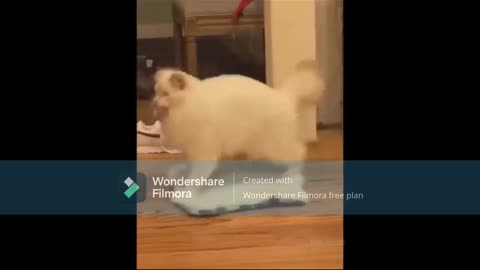 Funny Cat Video on Cacamber