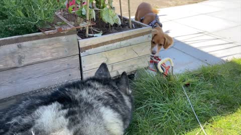 Husky Confused By Crazy PUPPY in His GARDEN!