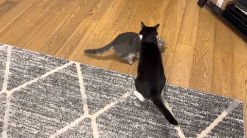 Cats Play Fighting