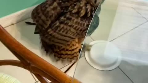 Owl ATTACKS my Breakfast
