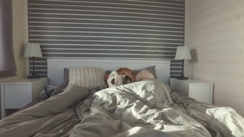 puppy Jack Russell wakes the sleeping girl