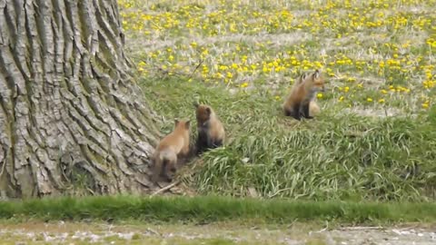 Baby fox kits wrestling and playing near their den