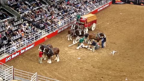 TANGLED UP! The Legendary Budweiser Clydesdale Horses have an ACCIDENT in San Antonio.