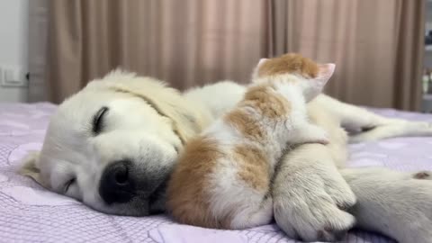 Tiny Kitten Wakes Up Golden Retriever Puppy