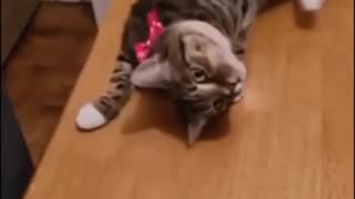 Funny animal cat