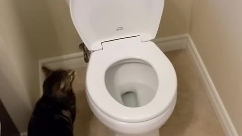 Cat using toilet and Flushes 1/2