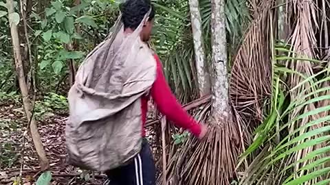 Açaí na Amazônia