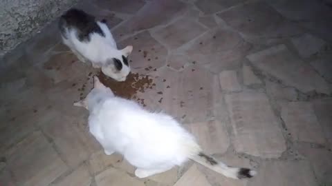 STRAY CATS FIGHTING OVER FOOD