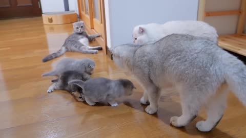 The kitten approaching the daddy cat to play with him was so cute - cat videos