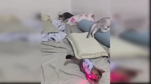 "Purr-fectly Adorable: A Masterclass in Baby Cats and Funny Feline Videos!"