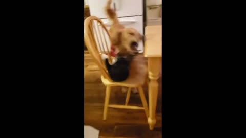 🤣Funny Cats 😹 And Dogs- Funny Animal Videos 😁 Try Not To Laugh