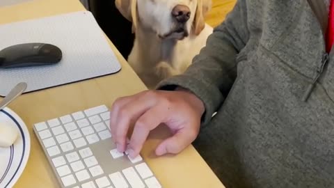 Labrador asks for food in the cutest way