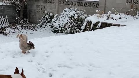 Talented Dog Peeing While Doing A Handstand In The Snow